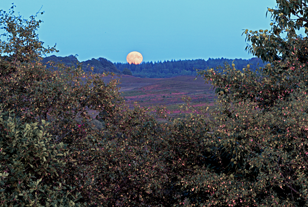 NFA 5 Super Moon rising New Forest